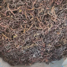 Load and play video in Gallery viewer, Jamaican Purple/Gold Gel