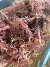 Load image into Gallery viewer, Jamaican Purple Sea Moss Capsules
