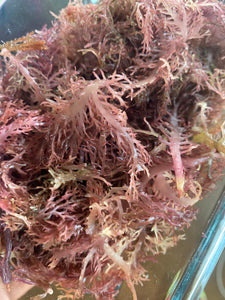 Jamaican Purple Sea Moss Capsules